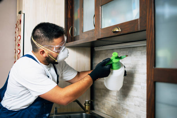 Best Affordable Pest Control Services  in Meadowbrook, VA