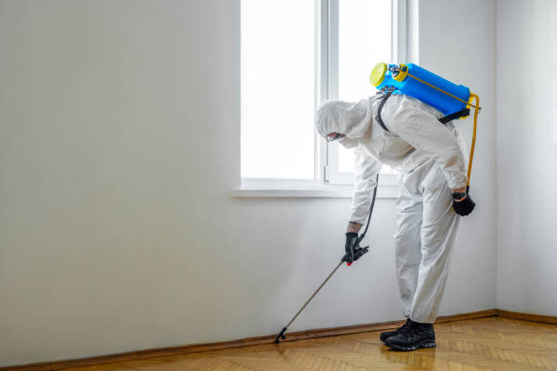 Best Termite Control Services  in Meadowbrook, VA