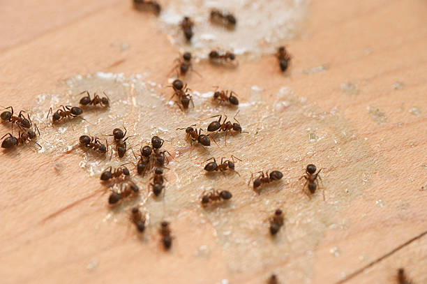 Pest Prevention Services in Meadowbrook, VA